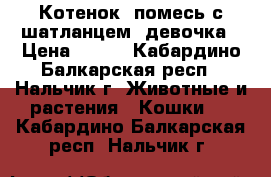 Котенок, помесь с шатланцем, девочка › Цена ­ 100 - Кабардино-Балкарская респ., Нальчик г. Животные и растения » Кошки   . Кабардино-Балкарская респ.,Нальчик г.